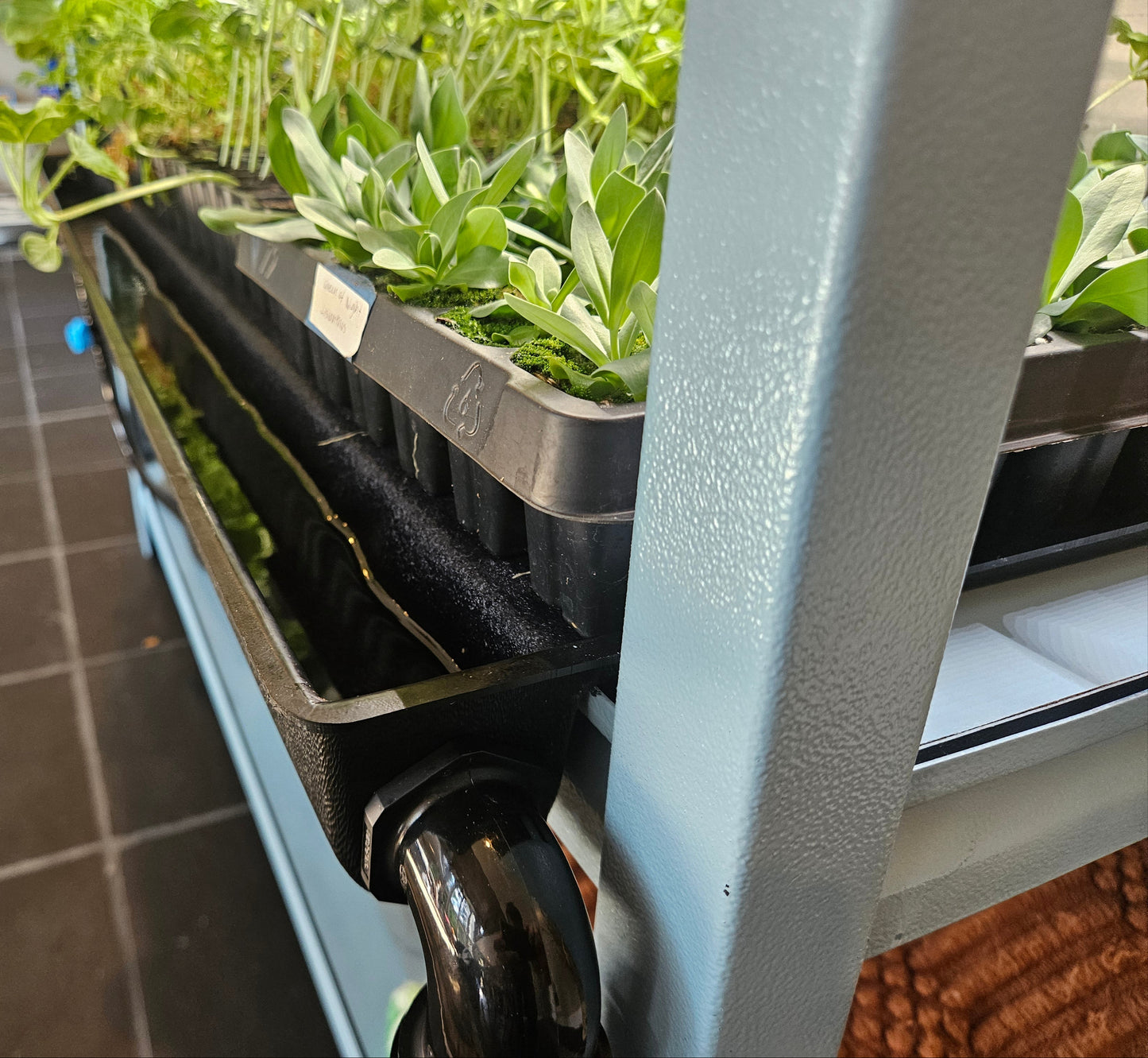 Seedwell Tray System Start Up