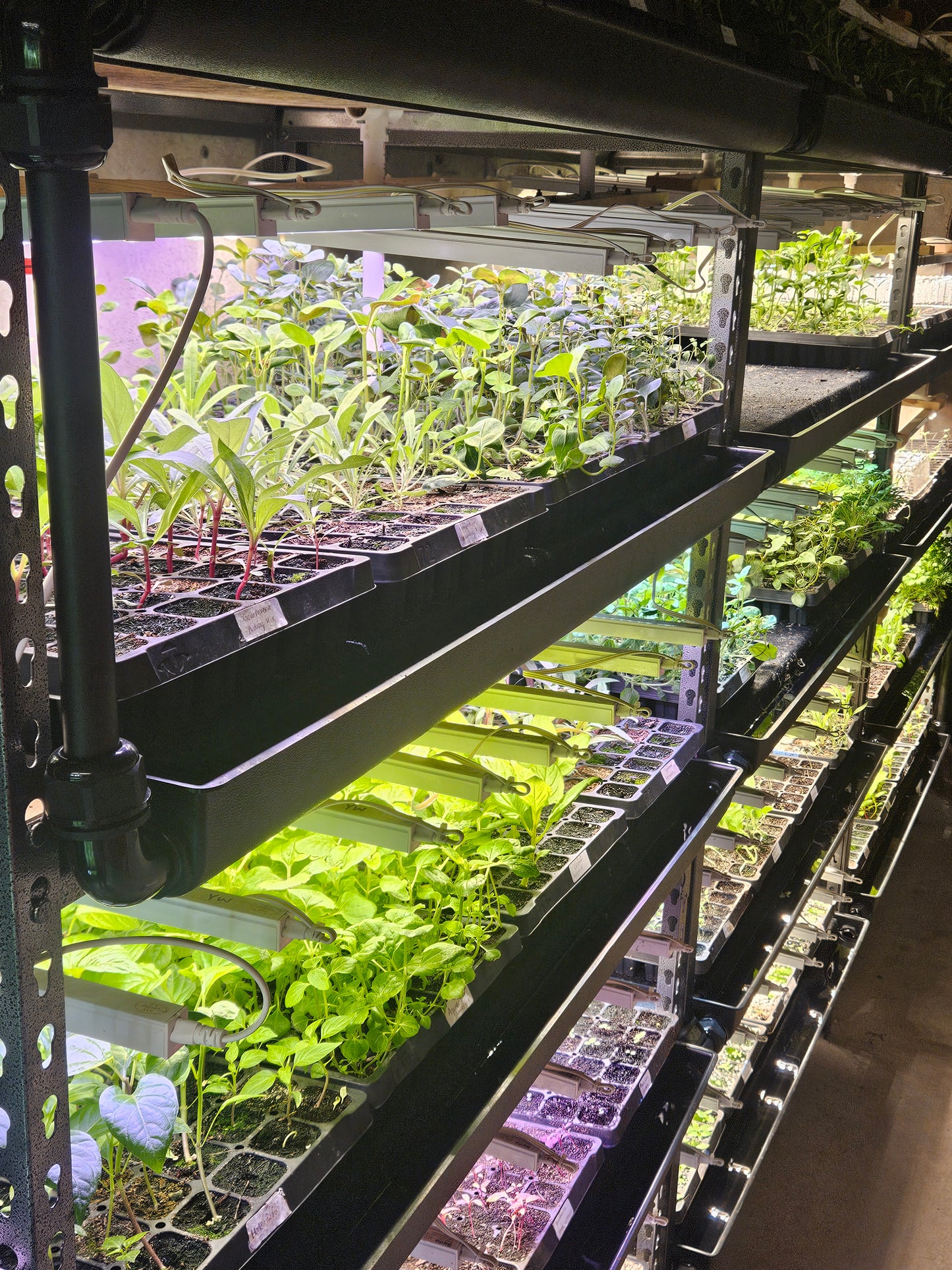 Seedwell Expansion Tray