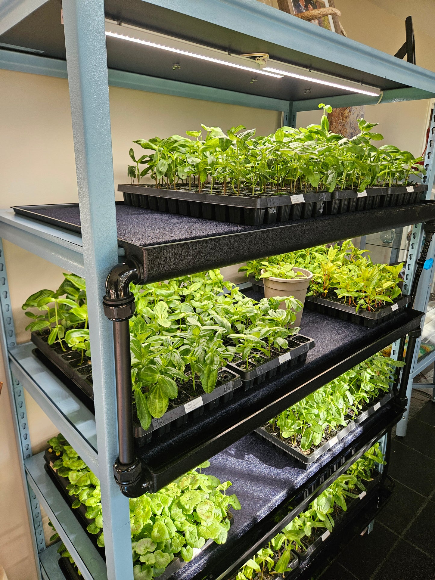 Seedwell Expansion Tray